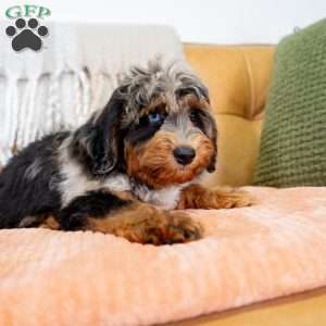 Jon, Mini Bernedoodle Puppy